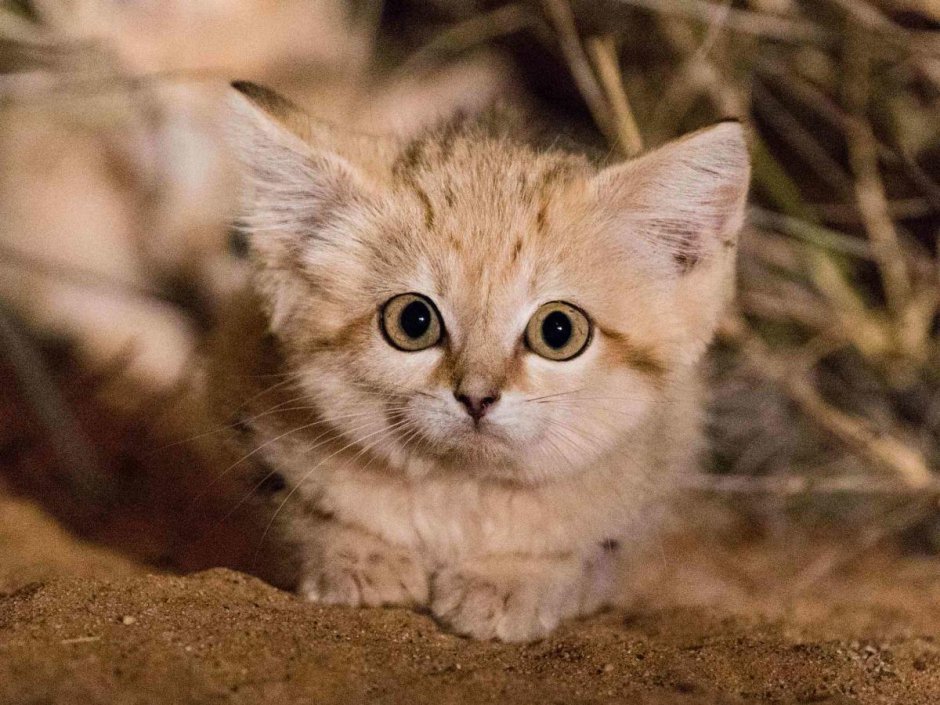 Барханный песчаный кот