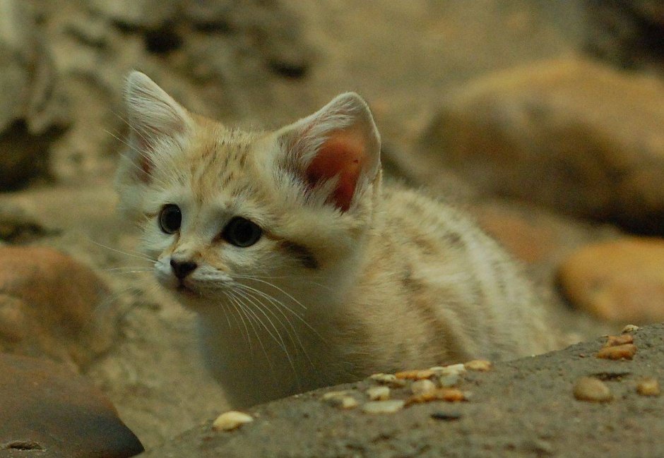 Барханный кот