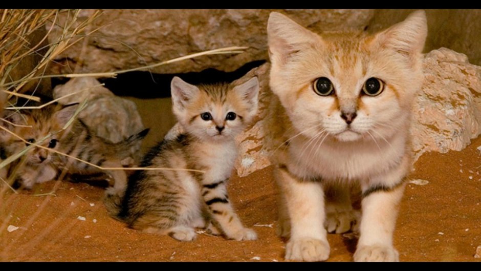 The facts Sand Cat