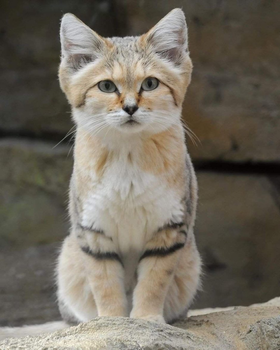 Барханный песчаный кот
