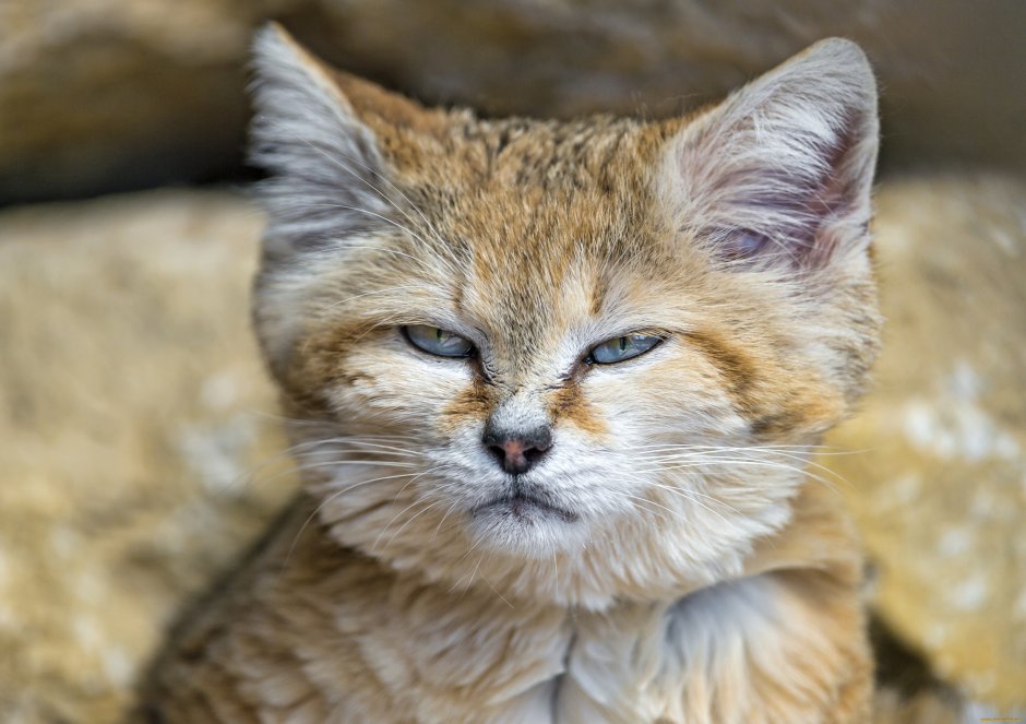 Песчаная барханная кошка