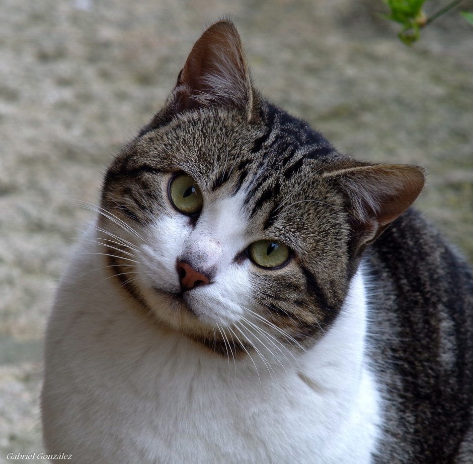 Армянский кот