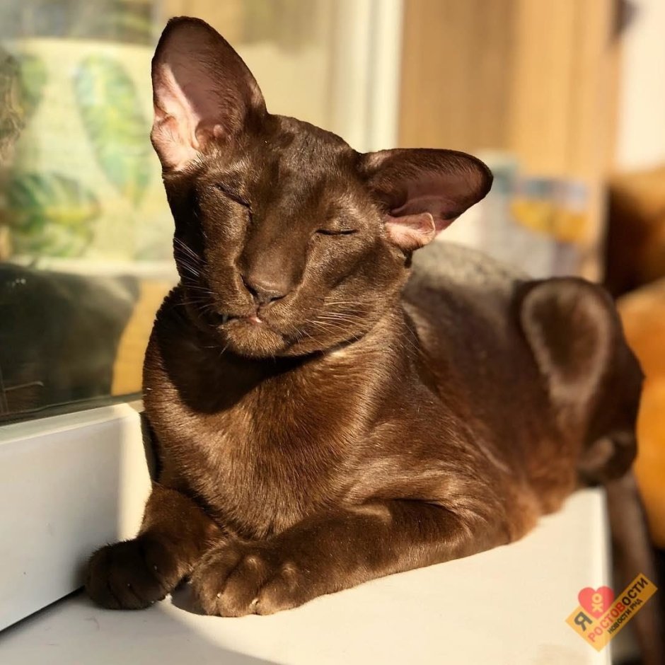 Ориентальная Грузинская кошка