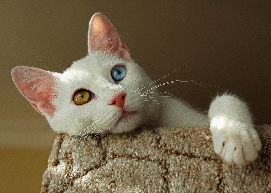 Турецкий Ван разноглазый