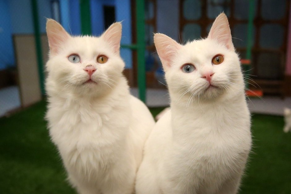 Ванская порода кошек