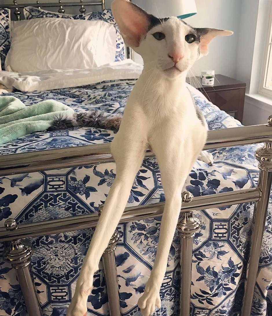 Кот Добби порода Ориентал