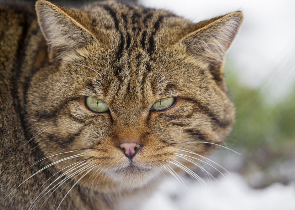 Дикие кошки Турции