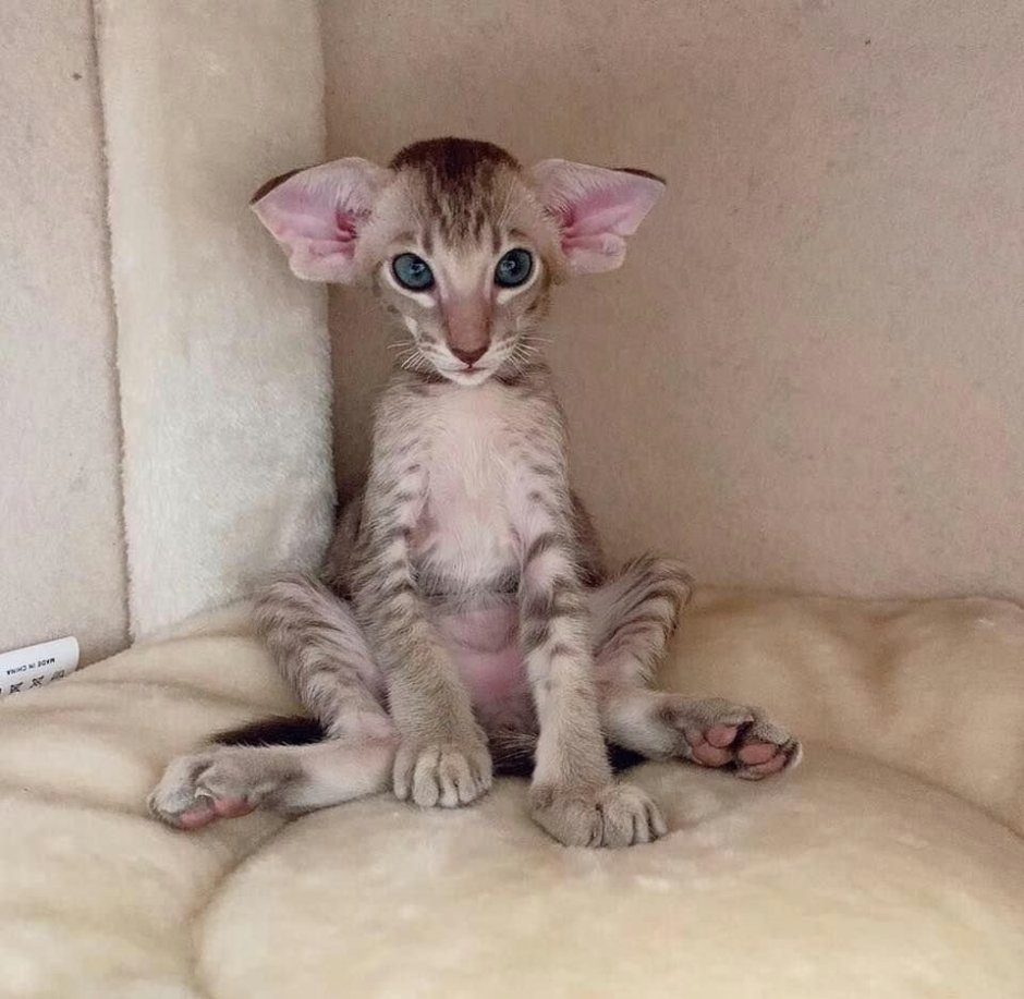 Кот грузин Ориентальная кошка