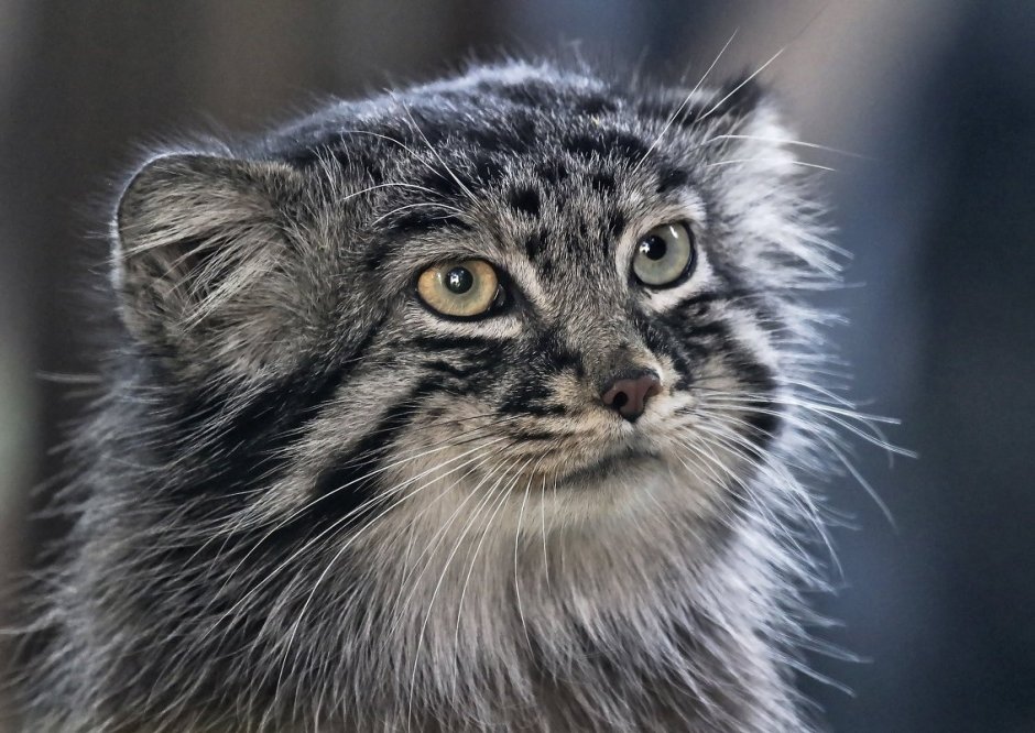 Манул символ Московского зоопарка