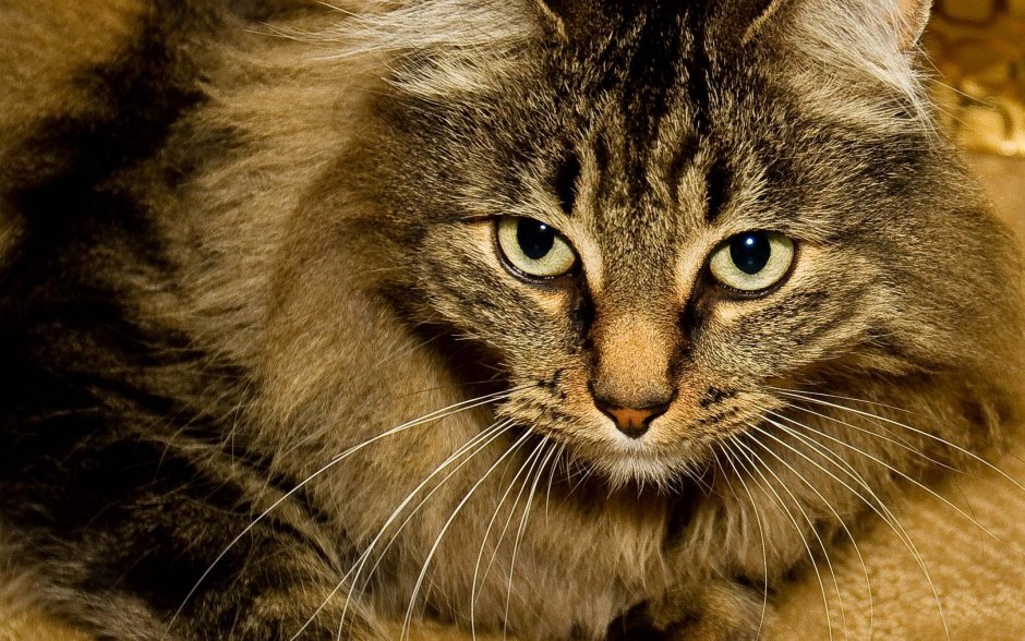 Армянский кот