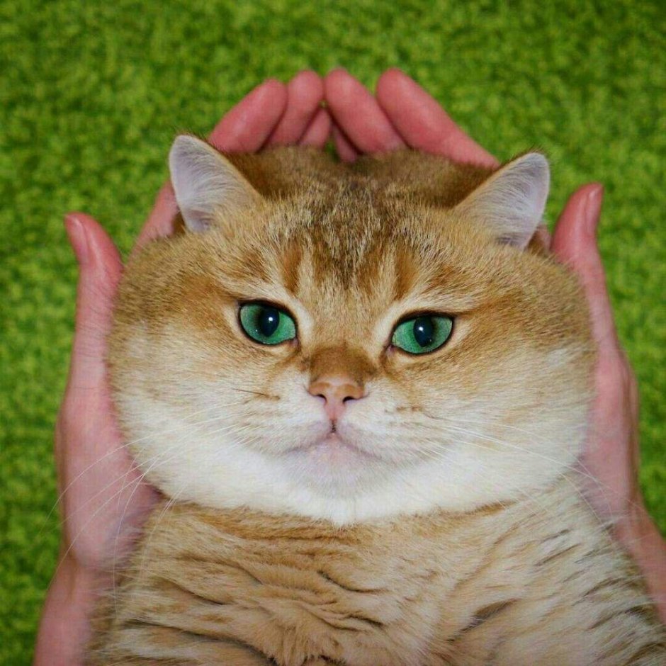 Хосико Кэт