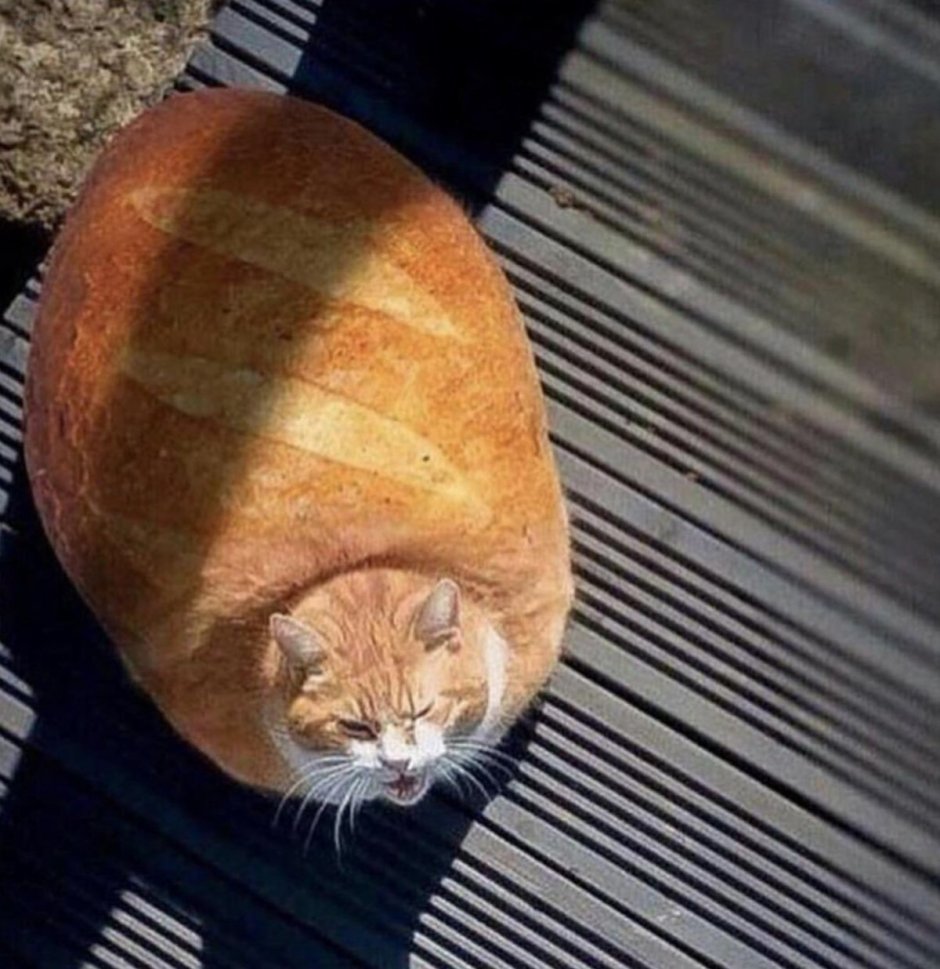 Кот с сердечками на шерсти