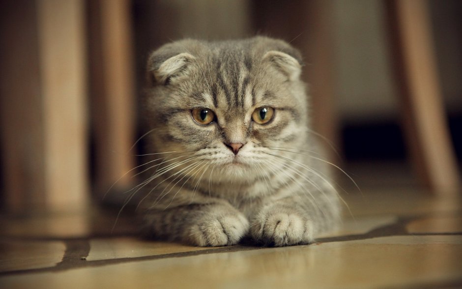 Шотландские вислоухие коты