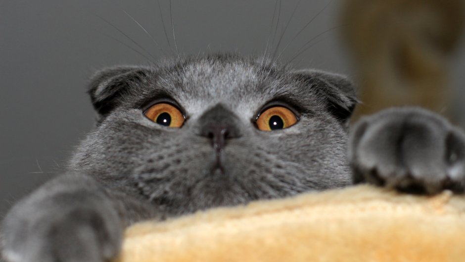Кот британец вислоухий серый