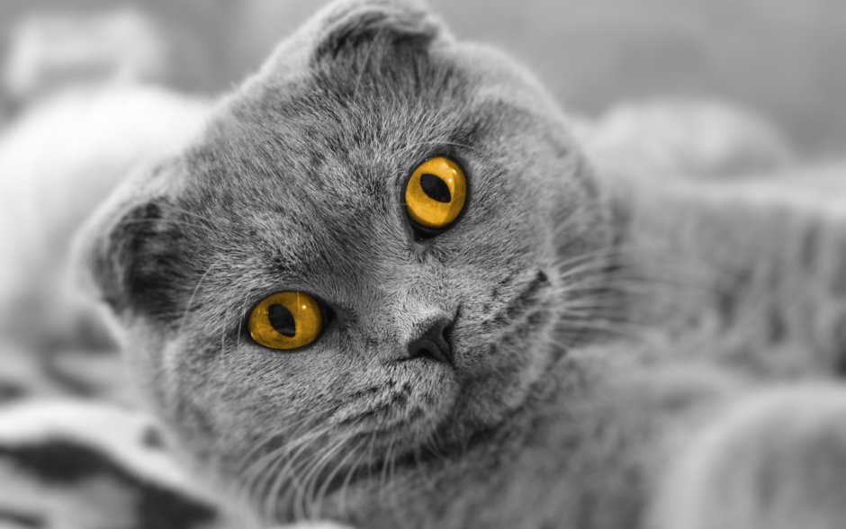 Кот британец вислоухий серый