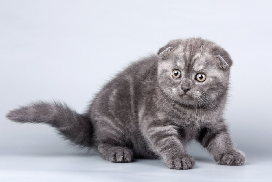 Шотландские скоттиш фолд и скоттиш страйт