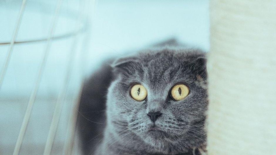 Вислоухий шотландский котенок метис