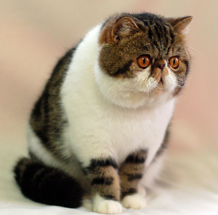 Вислоухий экзот Манчкин