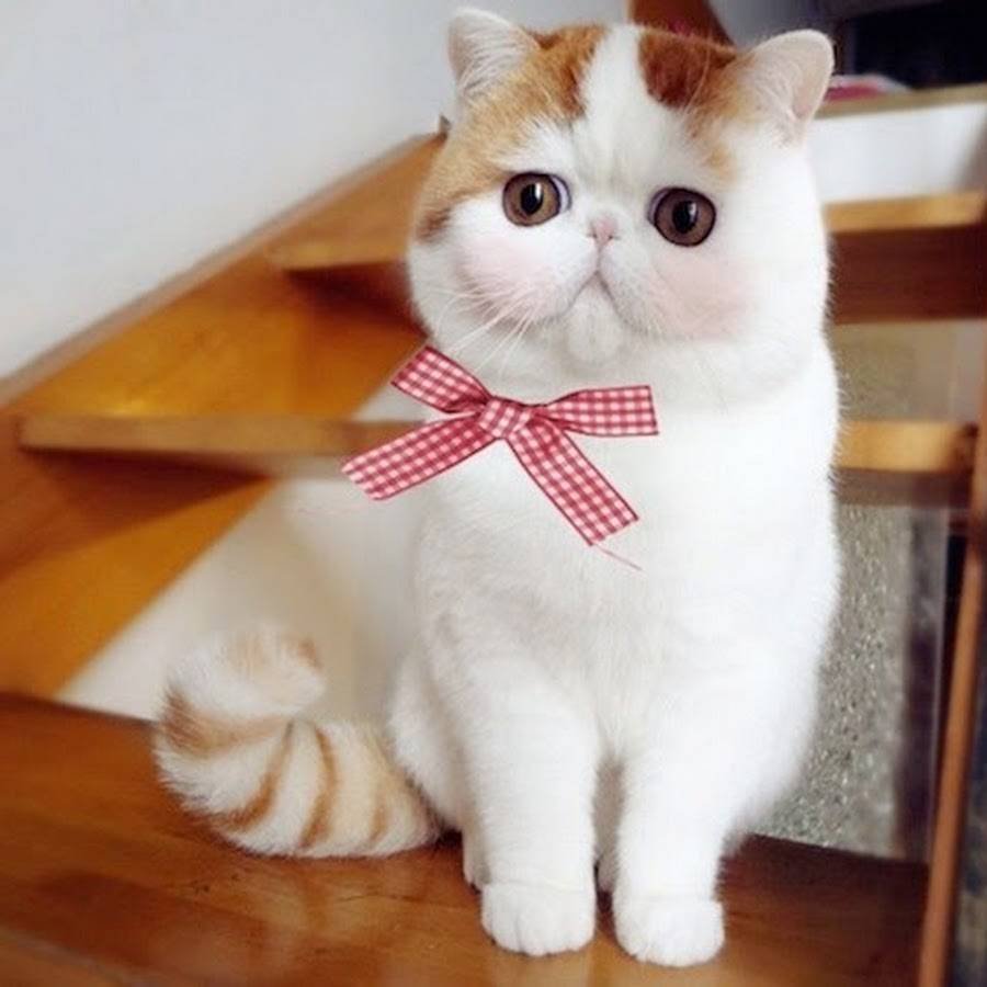 Японская кошка экзот