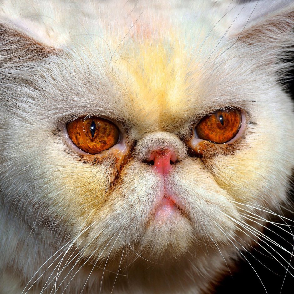 Кот экзот страшный