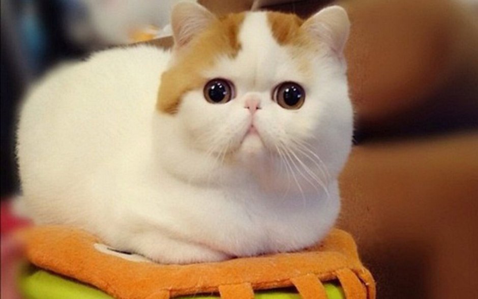 Кошка с приплюснутым носом