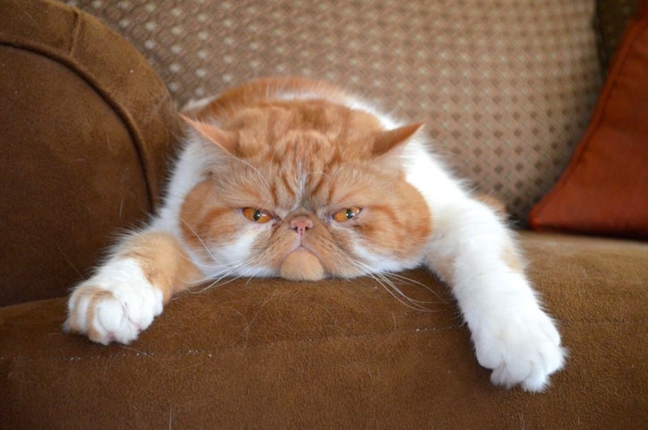 Гарфилд порода кота