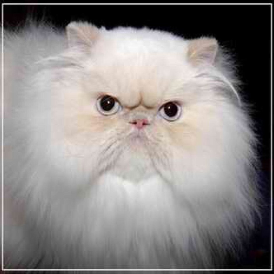 Кошка с плоской мордой