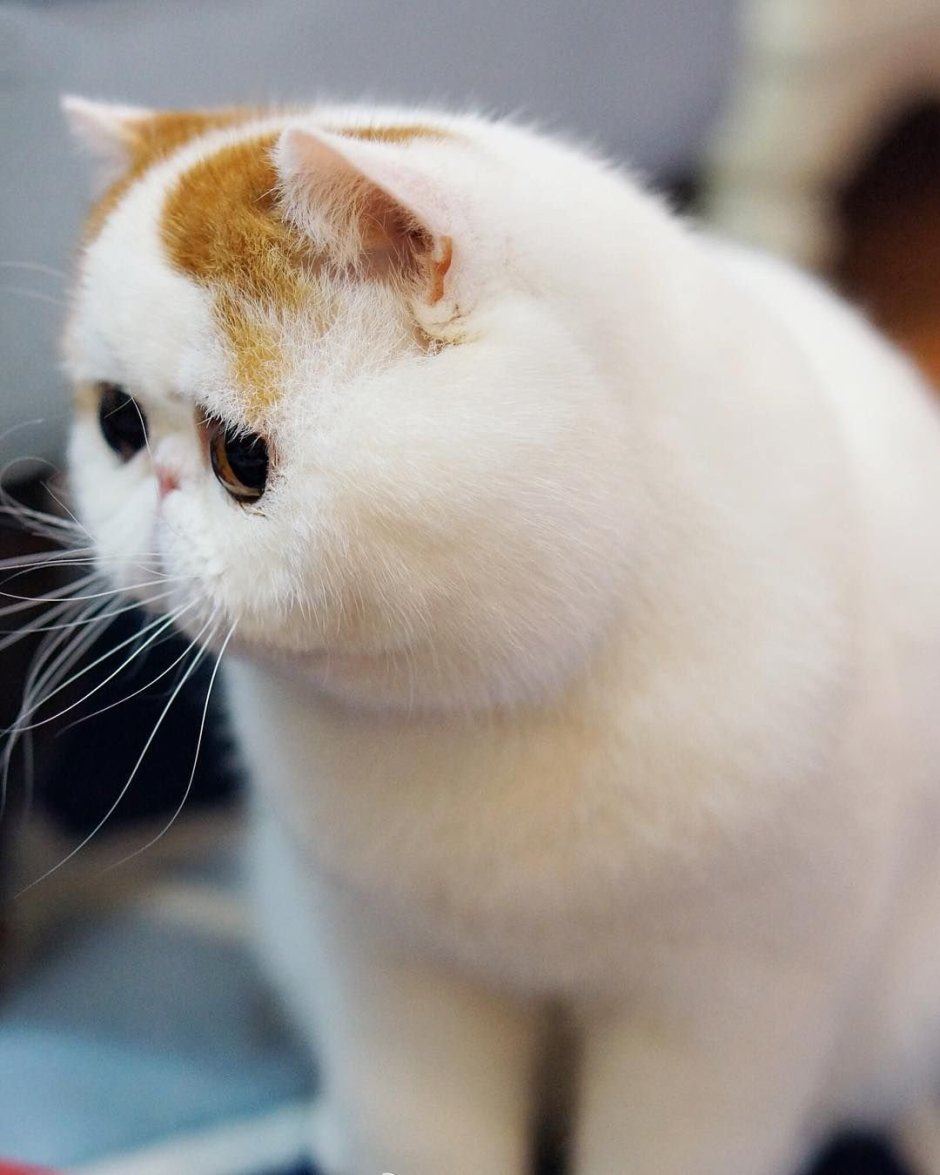 Кошки экзоты короткошерстные