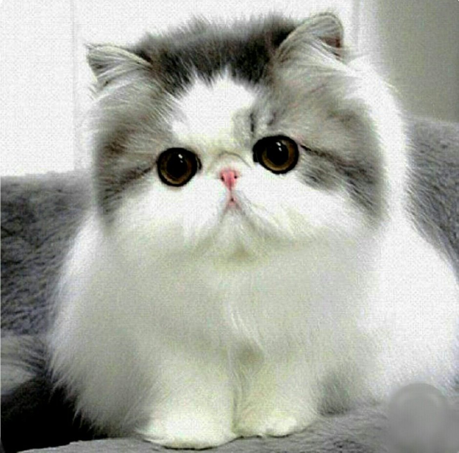 Экзот флаффи