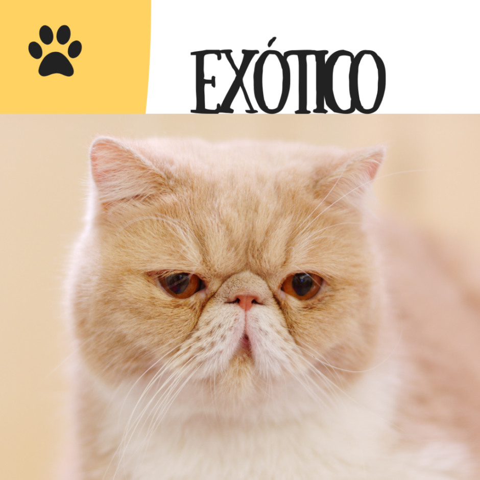 Котята с плоской мордой