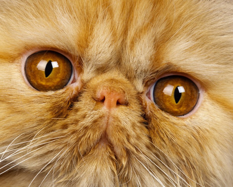 Персидский кот