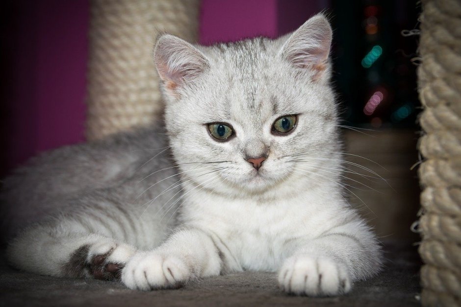 Британец кошка