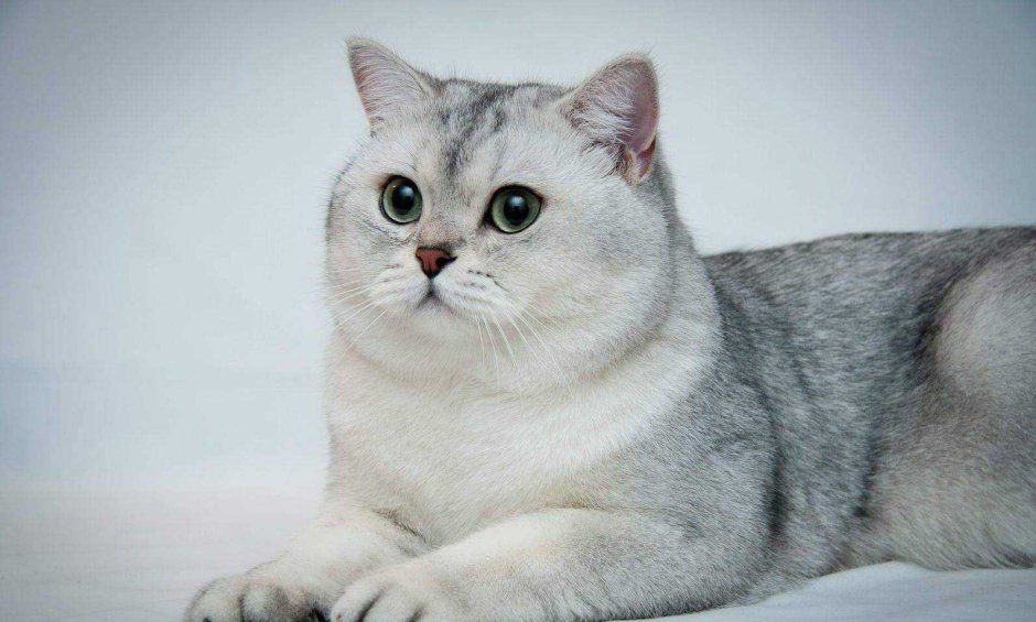 Британская шиншилла серебристая затушеванная