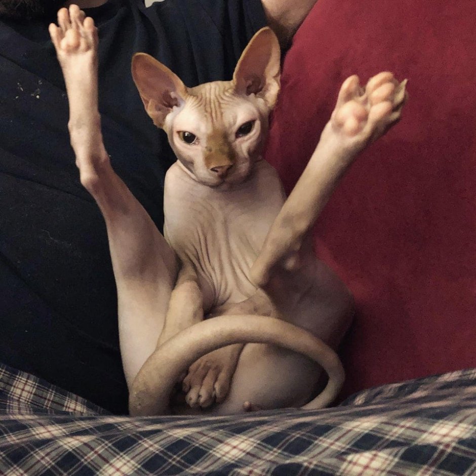 Кот сфинкс