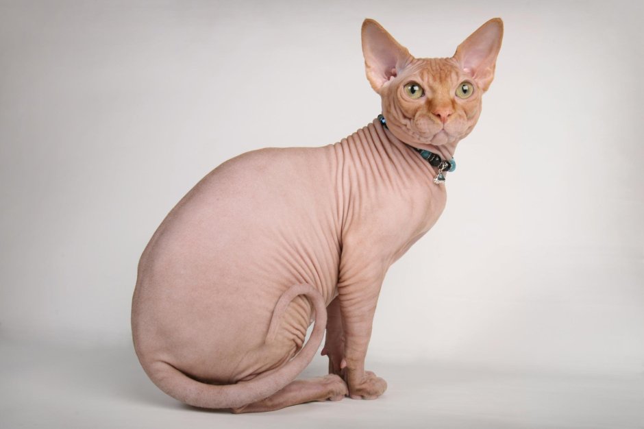 Сфинкс кошка