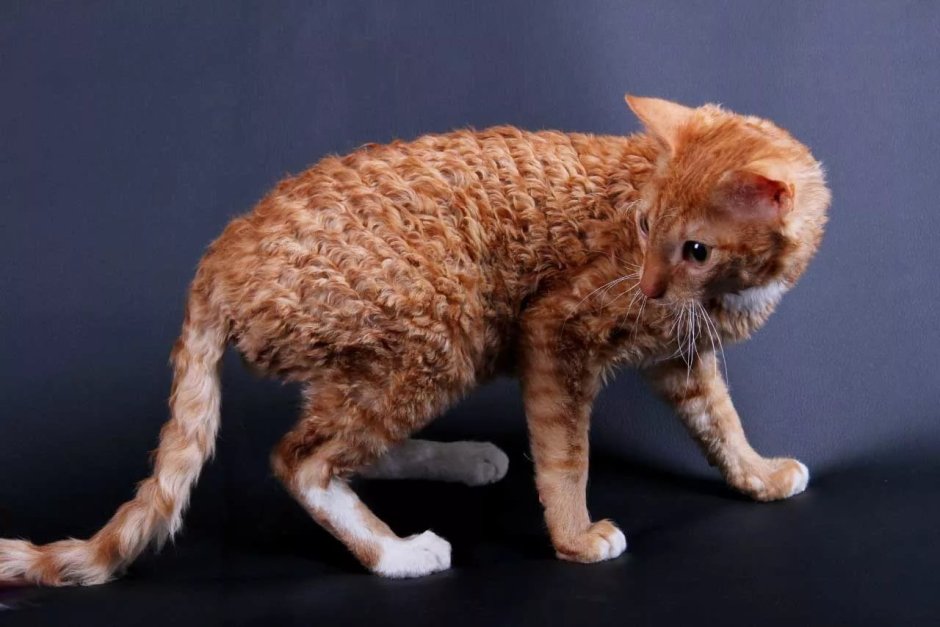 Уральский рекс кошка