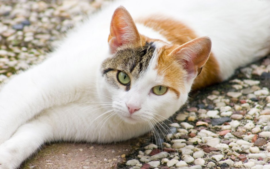 Эгейская кошка