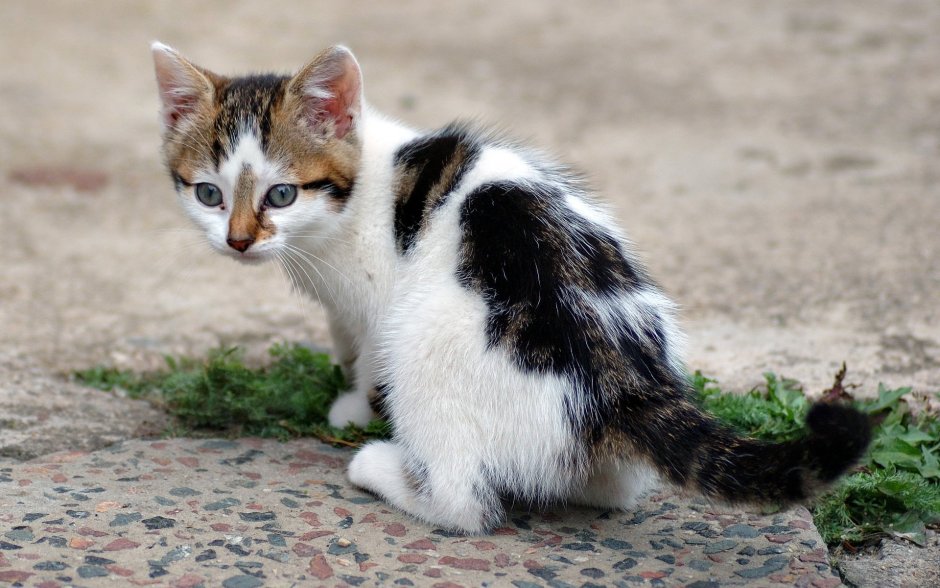 Пестрый котенок