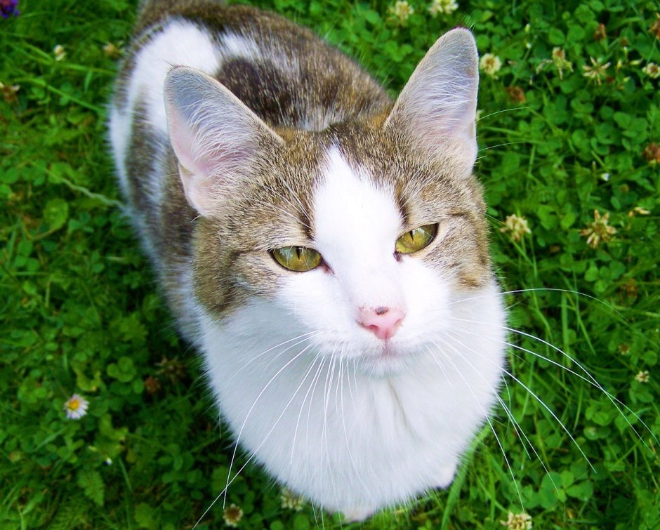 Серо белая кошка