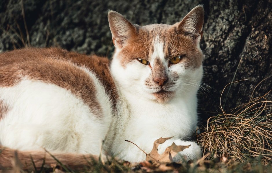 Белая кошка с коричневыми пятнами
