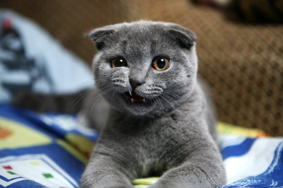 Злой шотландский кот вислоухий