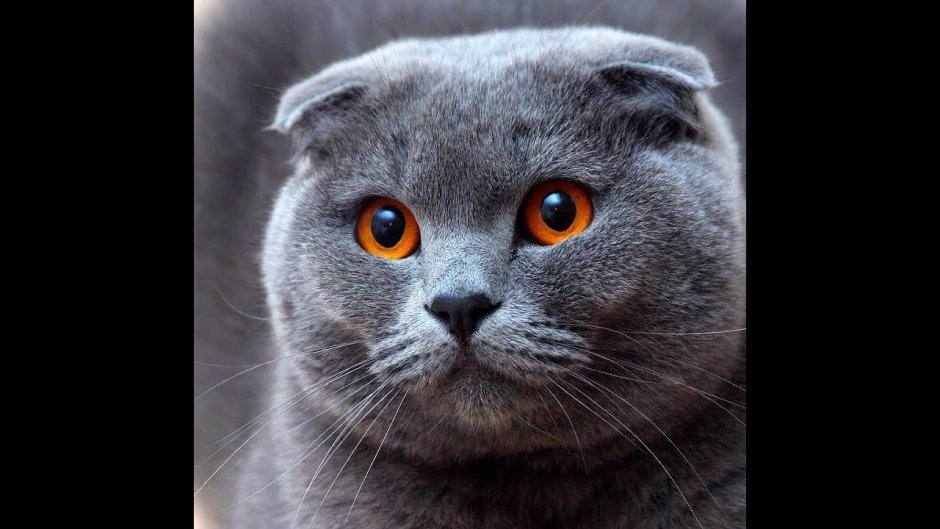 Британский кот вислоухий серый