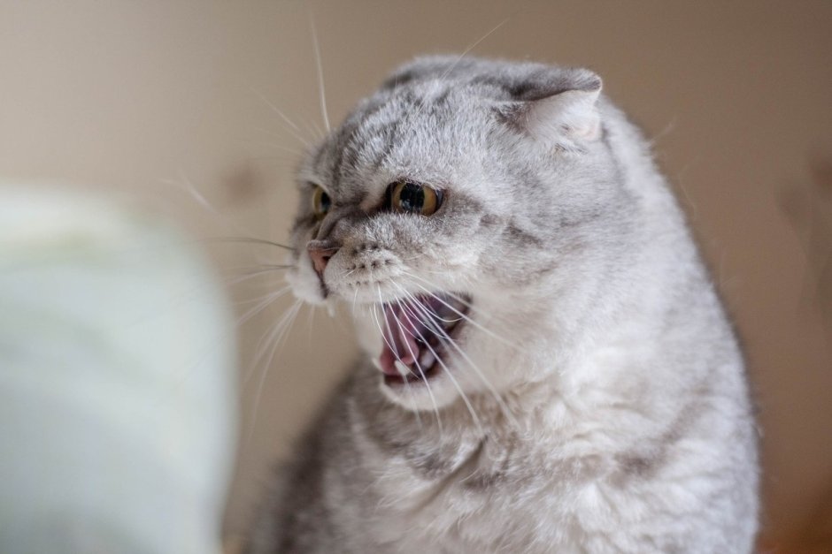 Злой шотландский кот