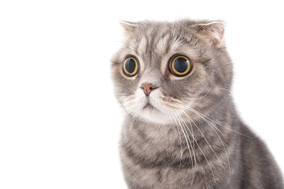 Шотландская вислоухая кошка
