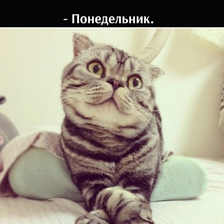 Шотландская кошка смешная