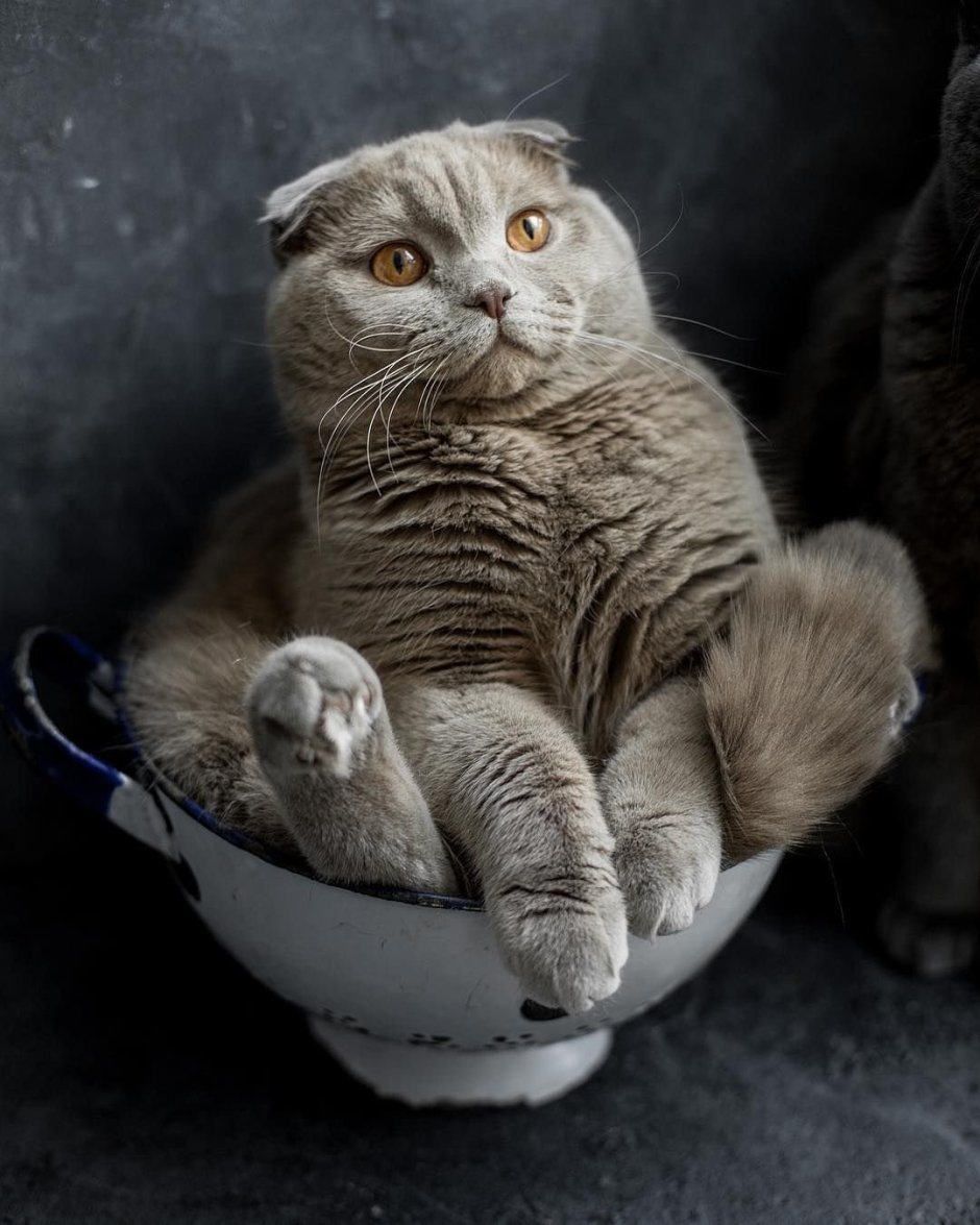 Вислоухая кошка прикол