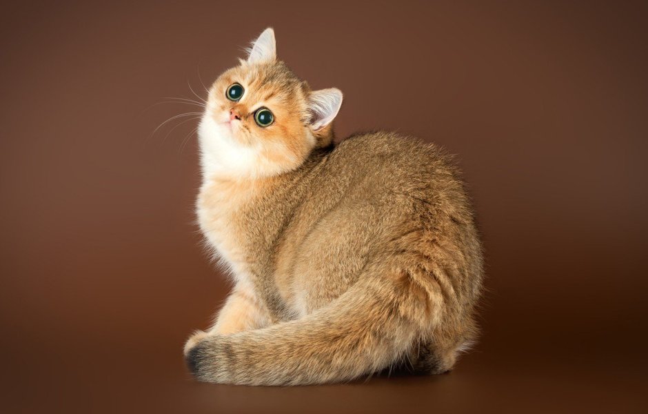 Золотая шиншилла рисунок