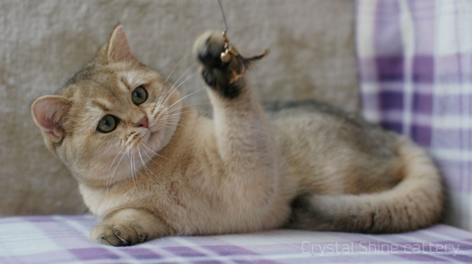 Золотая шиншилла спит