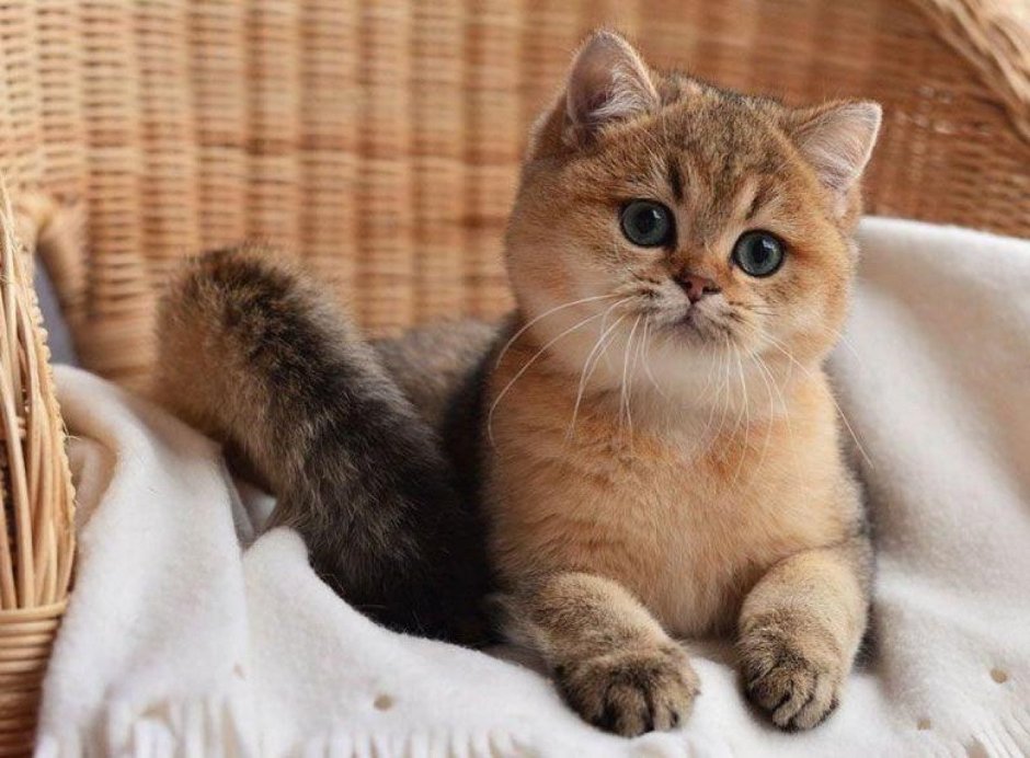 Кот шотландец золотая шиншилла