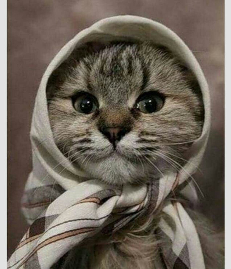 Кот в косынке
